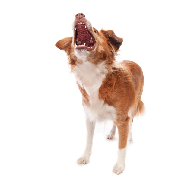 Struggling with barking? Kickstart your training with our top tips