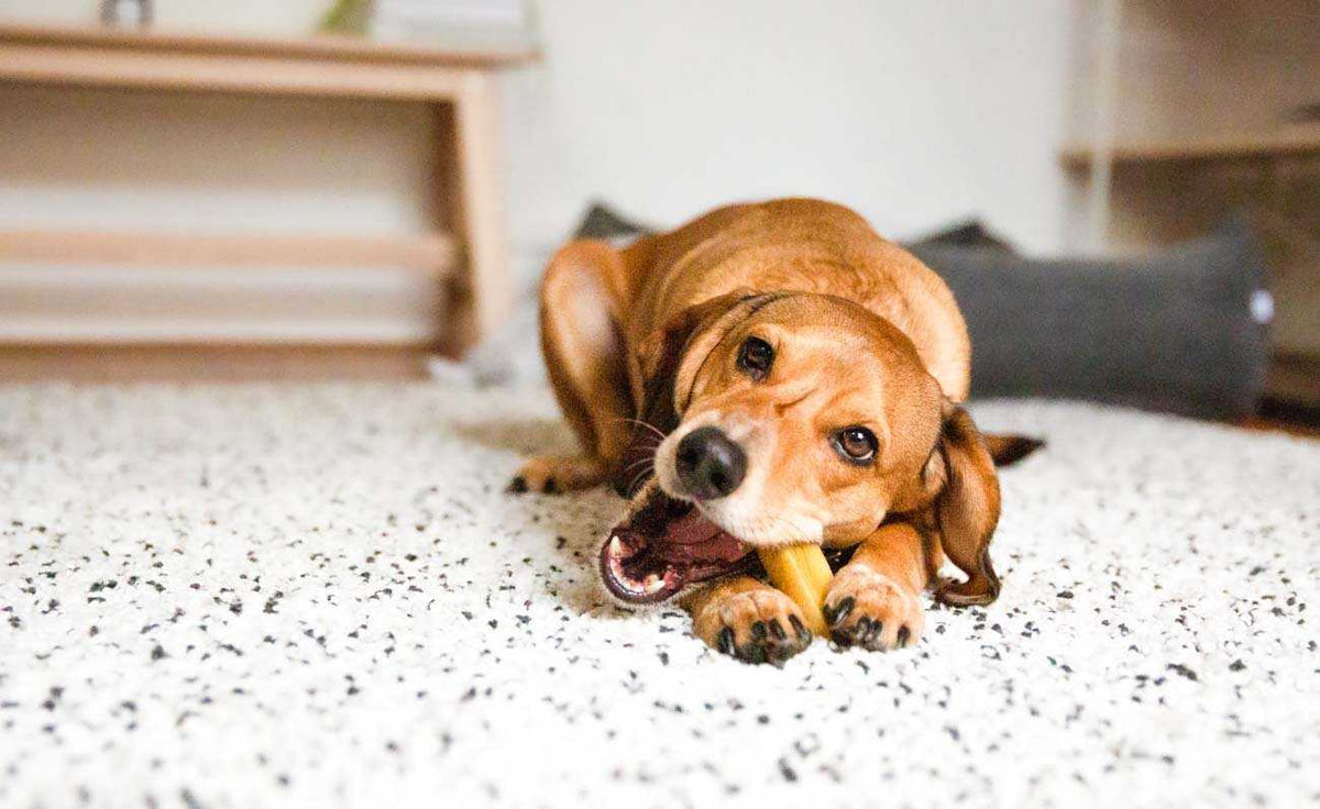 Yak Chew Thaxted Pet Co.