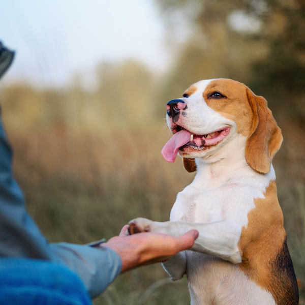 The importance of using a qualified trainer or behaviourist