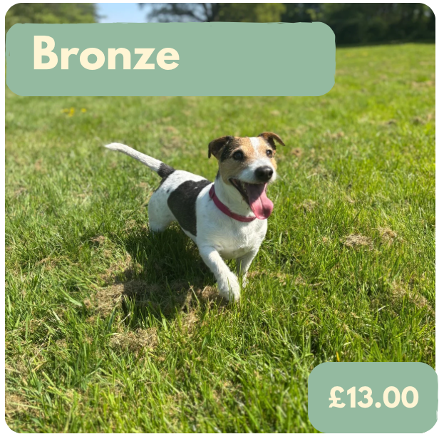 Bronze training and behaviour support - monthly subscription