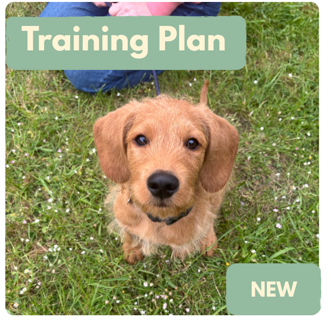 Tailored Training Plan - PDF download