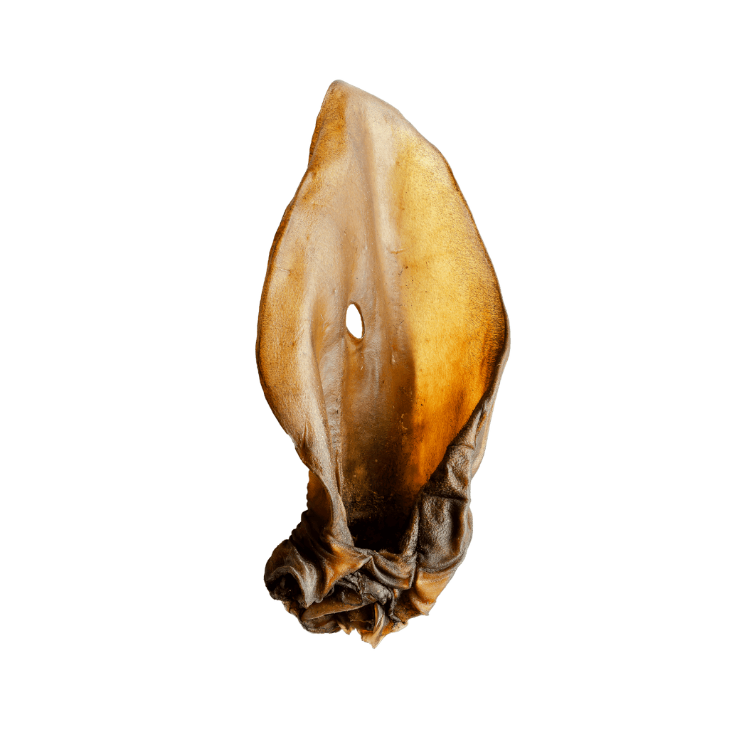 XL Cows Ears - 1 piece